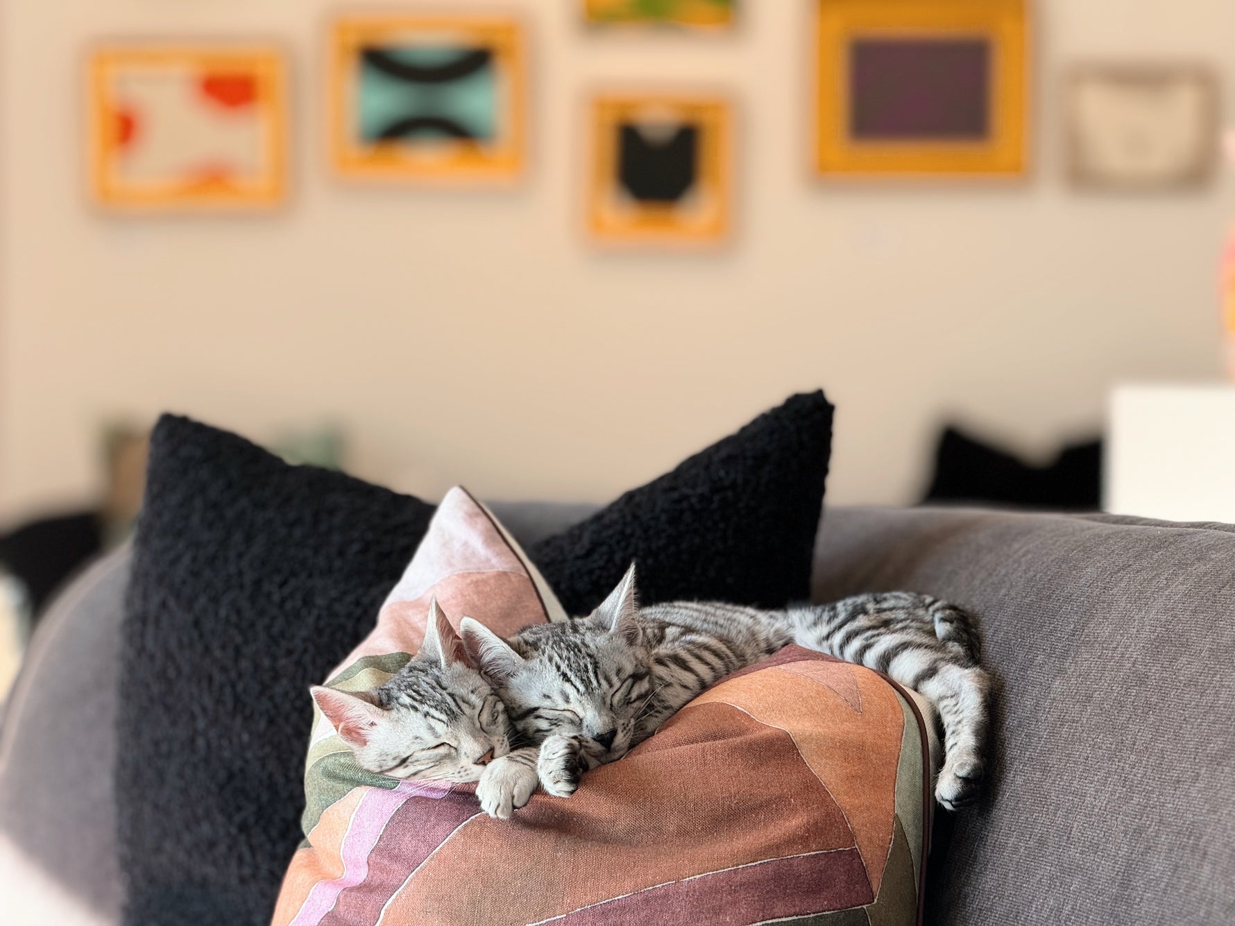 Two cats sleeping on a patterned cushion with colorful frames in the background